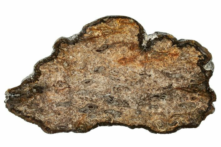 Cretaceous Petrified Tree Fern (Tempskya) Slab - North Carolina #252011